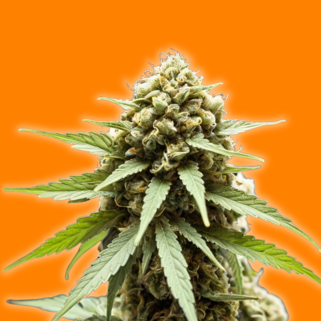 OREOZ Kannabia Seeds