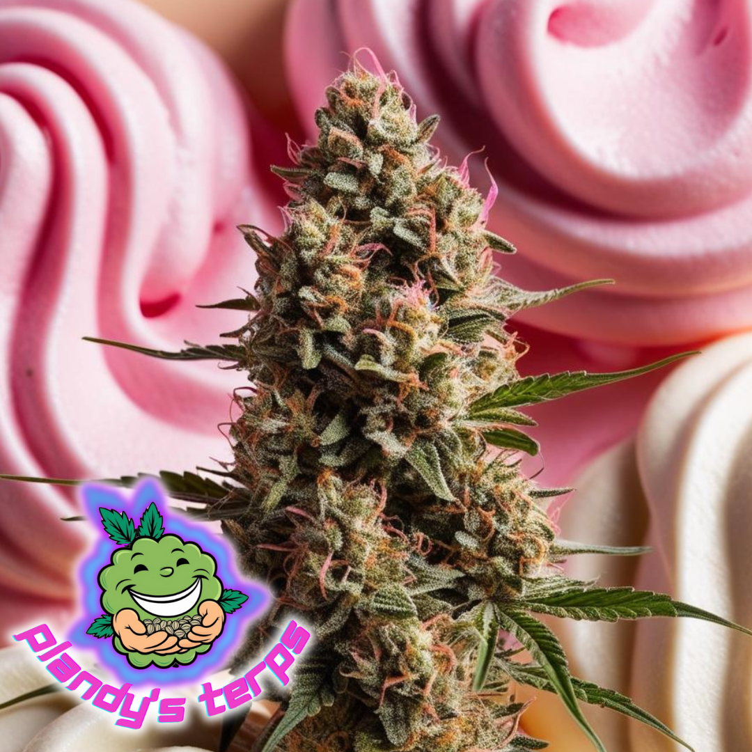 Pink Runtz Autoflower